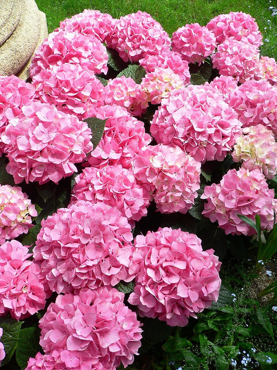 Pink Hydrangea Flower Garden